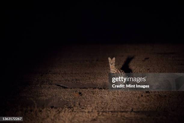 a serval, leptailurus serval, sits in a clearing at night, lit up by spotlight - serval stockfoto's en -beelden