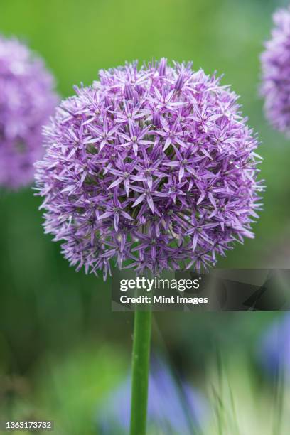 close up of purple globe allium flower. - allium stock pictures, royalty-free photos & images