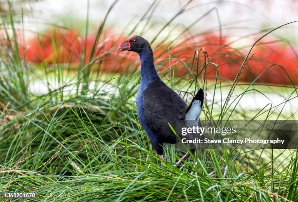 Pukeko Range 152 Pukeko Stock Photos, High-Res Pictures, and Images - Getty Images