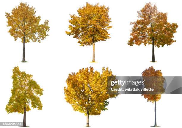 trees of various colors isolated on white background. - birch forest stock-fotos und bilder