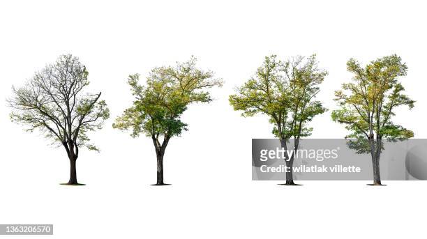 trees of various colors isolated on white background. - spruce tree white background stock pictures, royalty-free photos & images