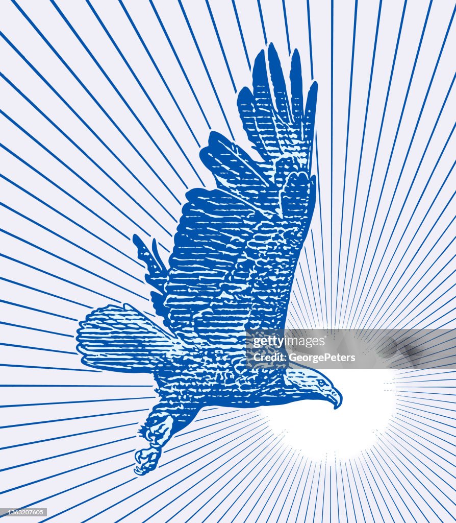 Bald Eagle Flying