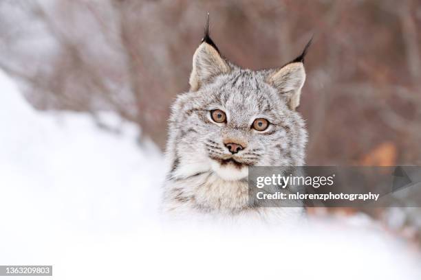 curious canadian lynx kitten - canadian lynx fotografías e imágenes de stock