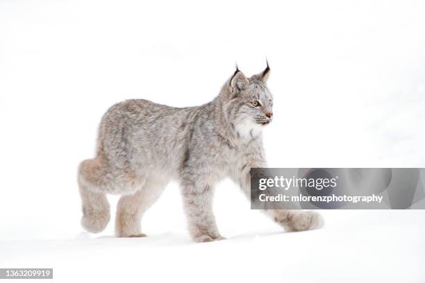 canadian lynx kitten walking - canadian lynx fotografías e imágenes de stock