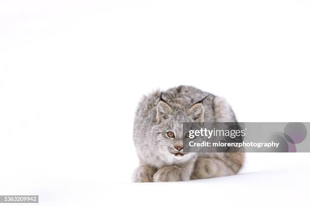 curious canadian lynx kitten - canadian lynx fotografías e imágenes de stock