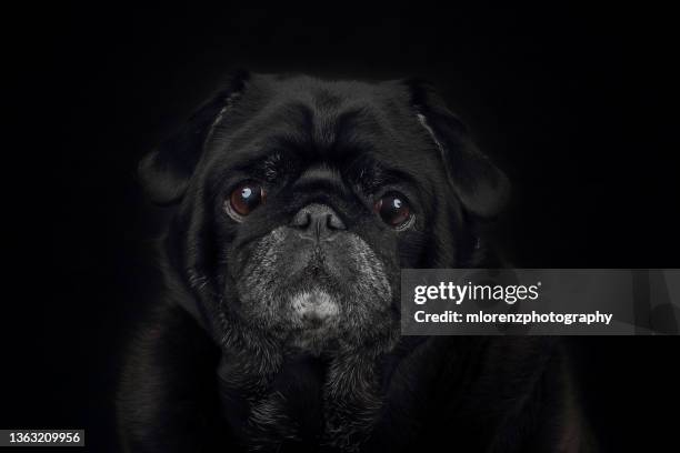 black pug face - dog black background stock pictures, royalty-free photos & images