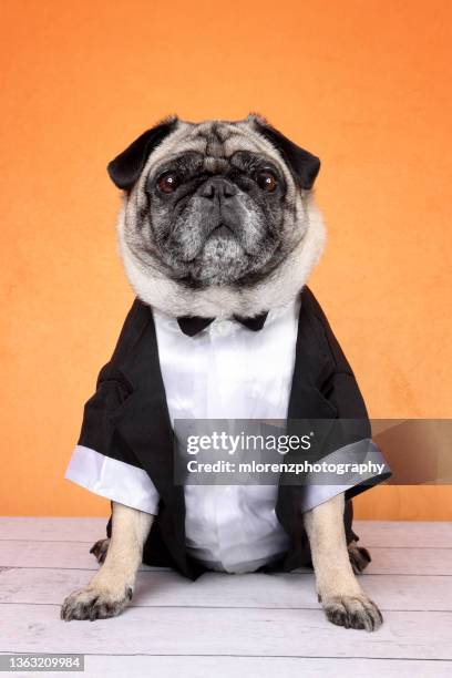 pug wearing a tux - smoking photos et images de collection