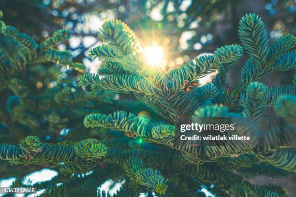 Christmas Tree Base Roots 165 Christmas Tree With Roots Stock Photos, High-Res Pictures, and ...