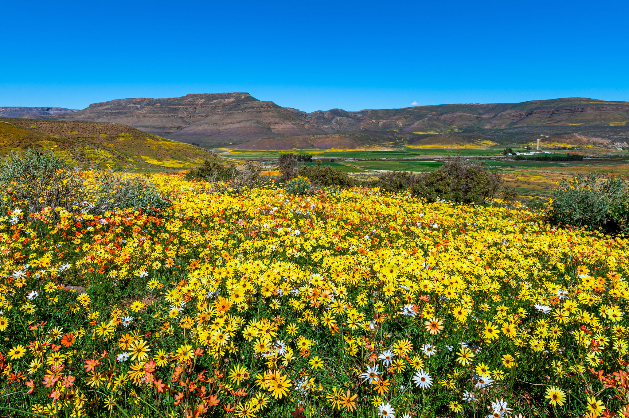 Namaqualand flowers