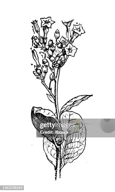 ilustrações de stock, clip art, desenhos animados e ícones de antique illustration: nicotiana tabacum, tobacco plant - colheita de tabaco