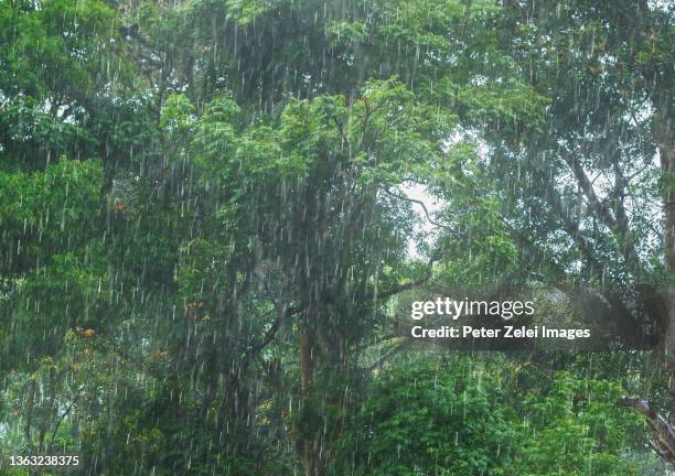 heavy rain in the forest - india rain stock-fotos und bilder