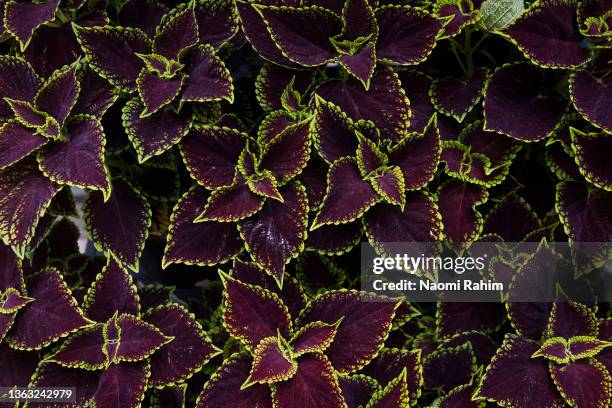 overhead view of lush coleus plants with maroon leaves and green tips - flowers australian stockfoto's en -beelden