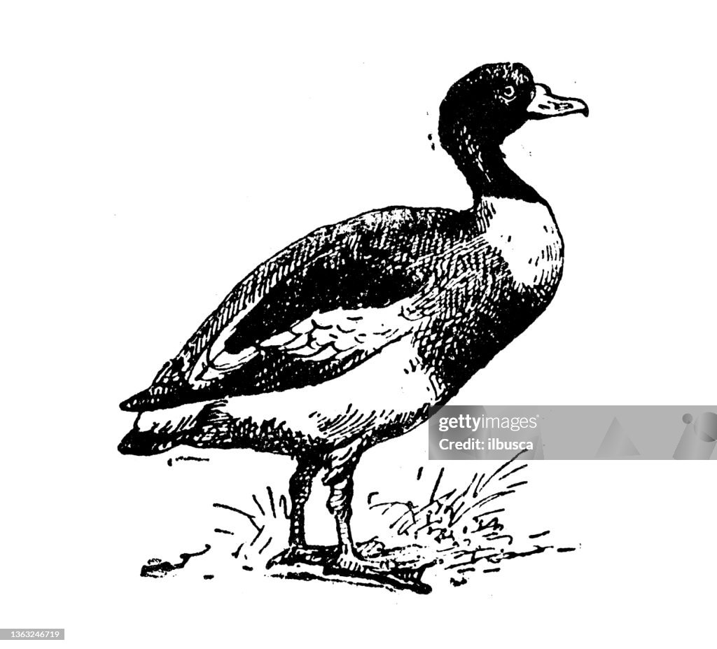 Antique illustration: Shelduck