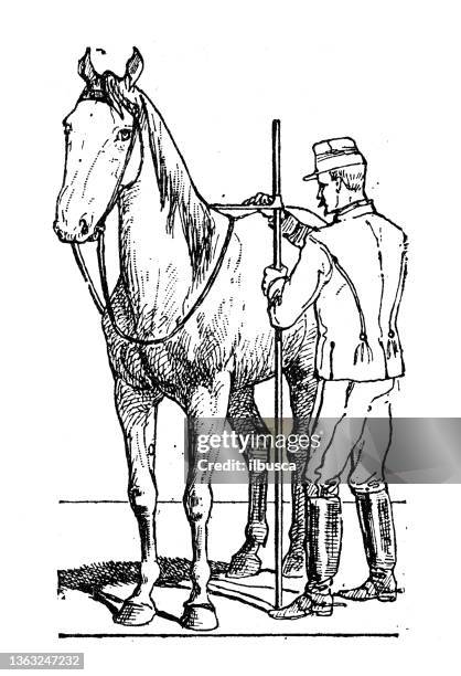 ilustraciones, imágenes clip art, dibujos animados e iconos de stock de ilustración antigua: caballo de medición - height chart