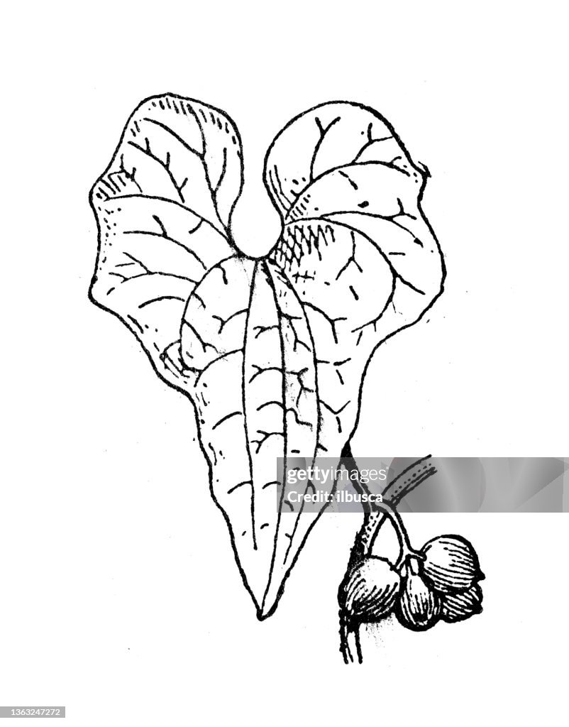 Antique illustration: Dioscorea altissima