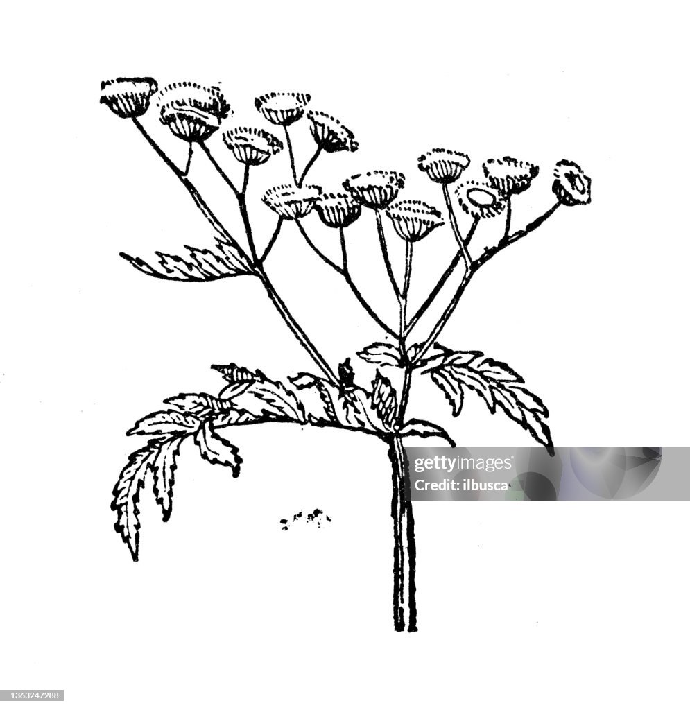 Antique illustration: Tanacetum, tansy
