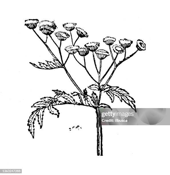 antique illustration: tanacetum, tansy - tansy stock illustrations