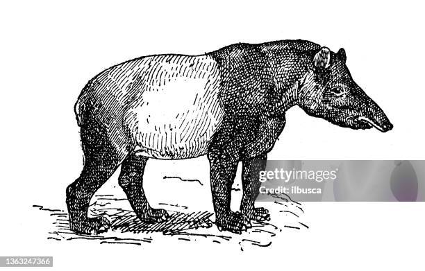 illustrazioni stock, clip art, cartoni animati e icone di tendenza di illustrazione antica: tapiro - tapiro della malesia