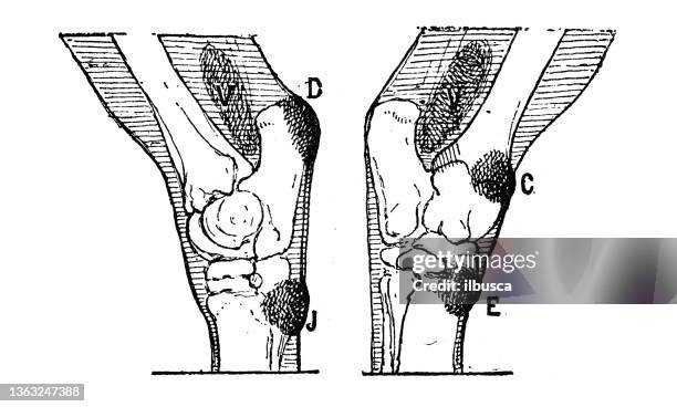 antique illustration: horse knee defects - fish bone diagram stock illustrations