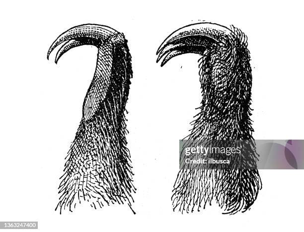 antique illustration: two and three finger sloth hands - sloth stock illustrations