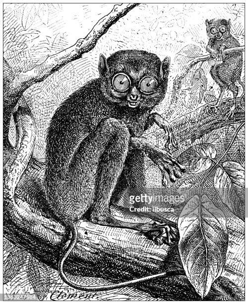 ilustrações de stock, clip art, desenhos animados e ícones de antique illustration: tarsier tarsius - tarsier