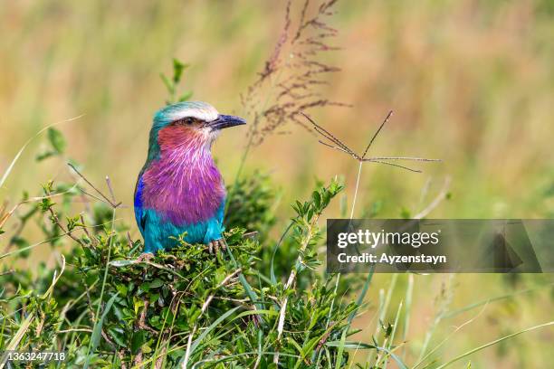 lilac-breasted roller perching at wild - lilabröstad blåkråka bildbanksfoton och bilder