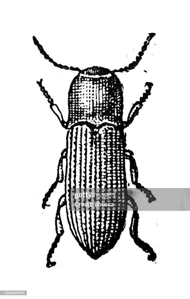 Antique illustration: click beetle