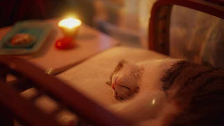 23,743 Animal Hot Videos and HD Footage - Getty Images 23,743 Animal Hot Videos and HD Footage - Getty Images