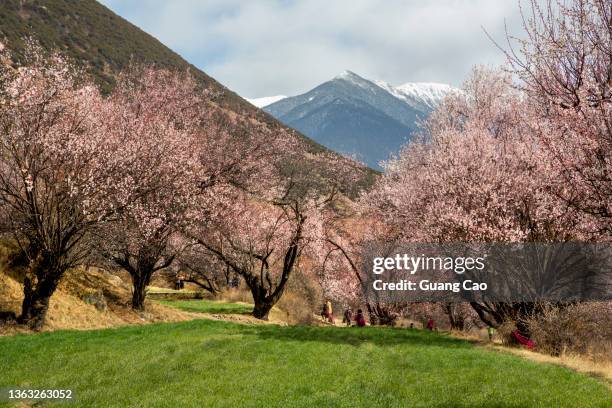 peach blossom with snow mountain in the background,  tibet - 桃の花 ストックフォトと画像