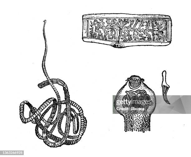 antique illustration: tapeworm - taenia saginata stock illustrations