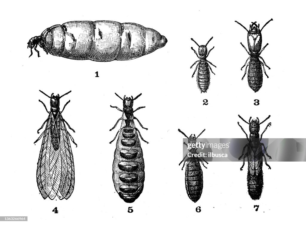Antique illustration: Termite
