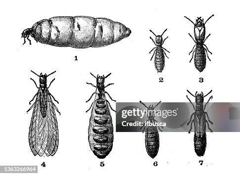 Antique illustration: Termite Antique illustration: Termite