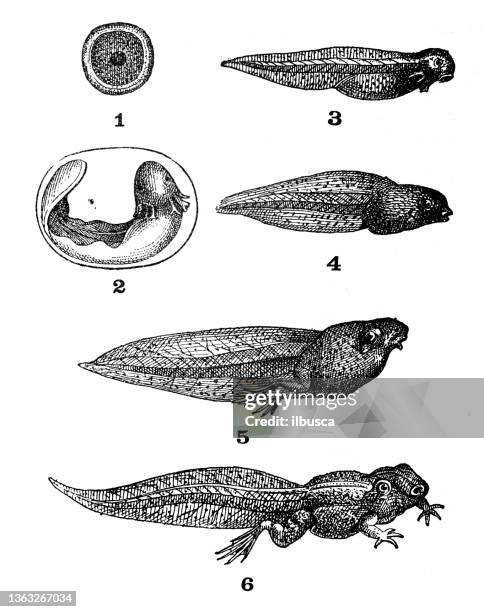 illustrazioni stock, clip art, cartoni animati e icone di tendenza di illustrazione antica: stadi di rana - rana