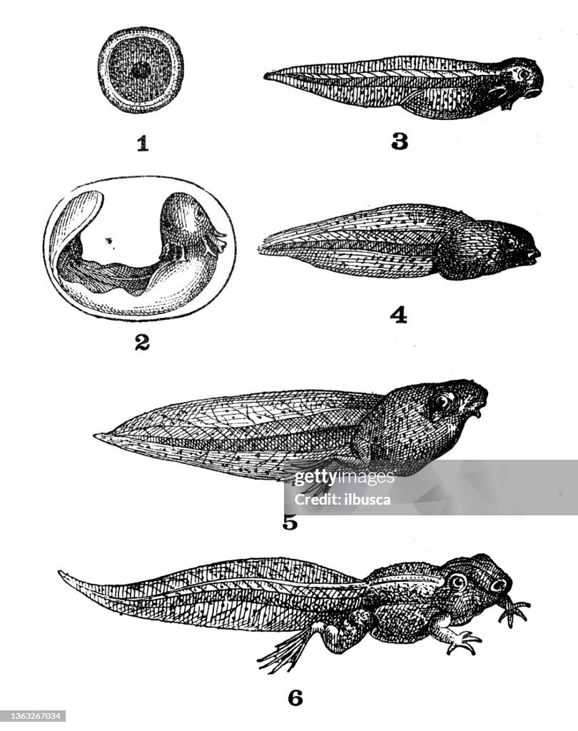 Antique illustration: Frog stages