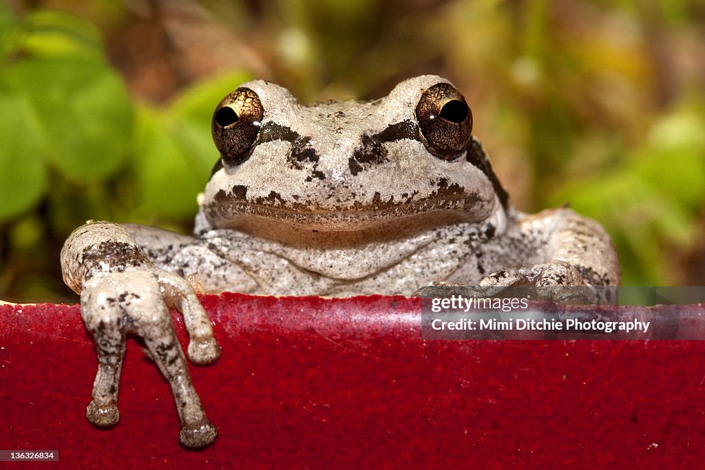 Tree frog peeks over red pot
