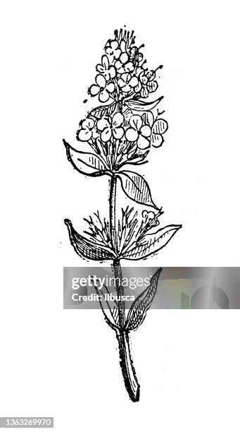 antique illustration: thyme - flowering thyme stock illustrations