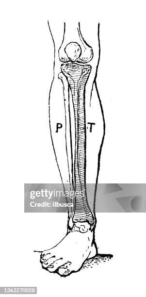 antike illustration: tibia - schienbein stock-grafiken, -clipart, -cartoons und -symbole
