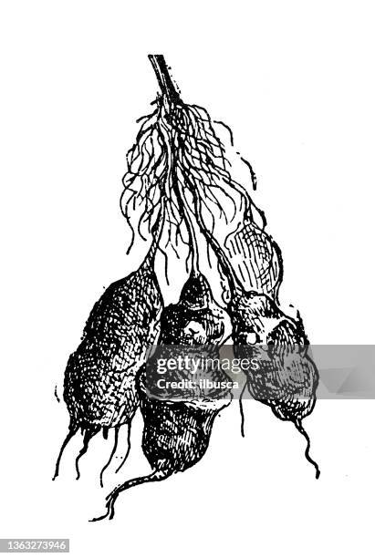 antike illustration: topinambur (helianthus tuberosus), topinambur - jerusalem artichoke stock-grafiken, -clipart, -cartoons und -symbole