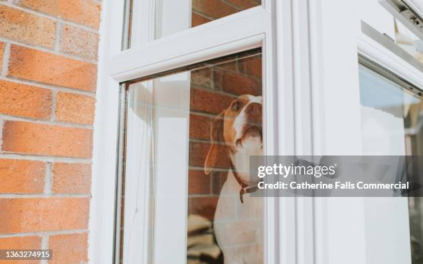 a beautiful, alert beagle dog looks through a window - trained dog stock pictures, royalty-free photos & images