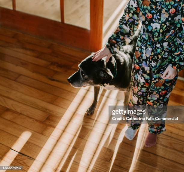 an old dog stands beside a young girl, illuminated by sun beams - dog following stock pictures, royalty-free photos & images