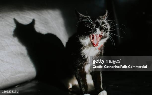 a young black cat yawns on a black leather sofa casting a shadow - cat bored stock pictures, royalty-free photos & images