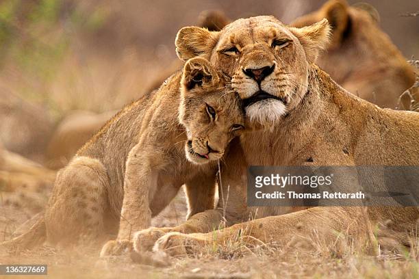 lion and lioness - wilde dieren stockfoto's en -beelden