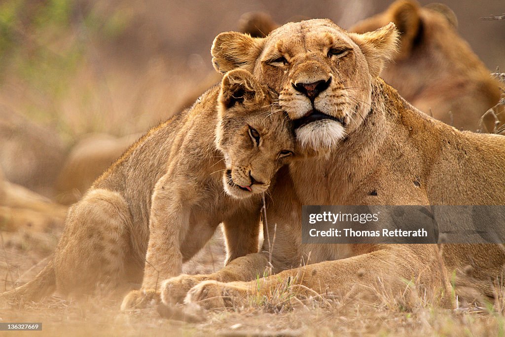 Lion and lioness