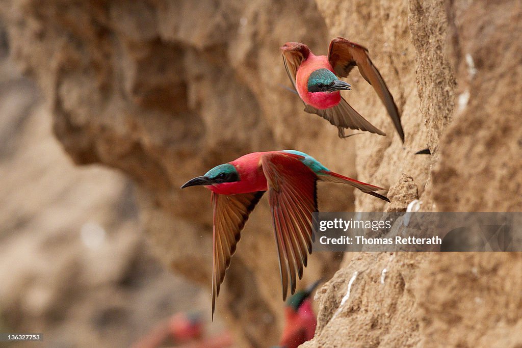 Carmine bee eaters flying