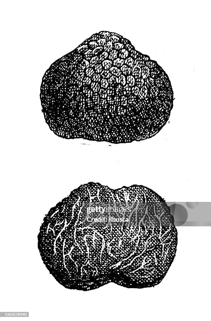 Antique illustration: Black truffle