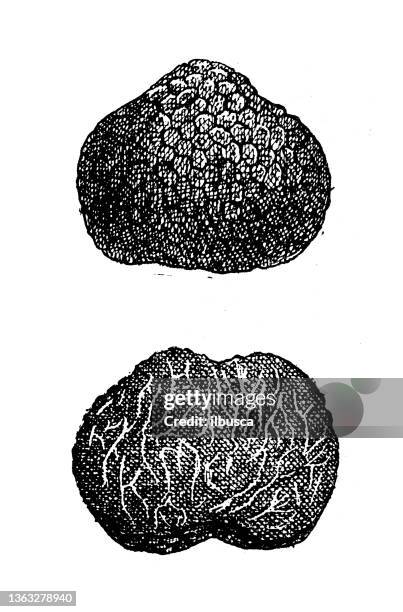 antique illustration: black truffle - black truffle stock illustrations