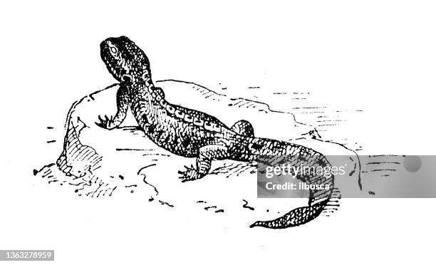 antique illustration: triturus newt - newt stock illustrations