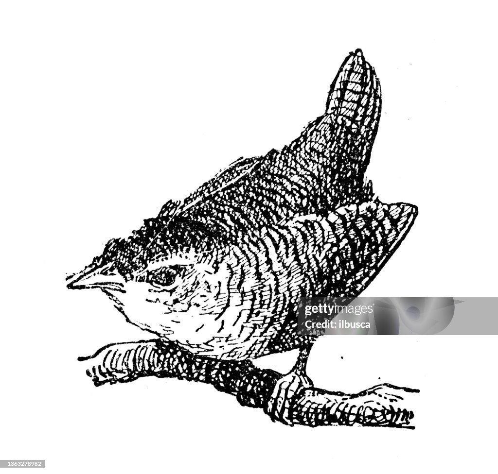 Antique illustration: Troglodyte (bird)