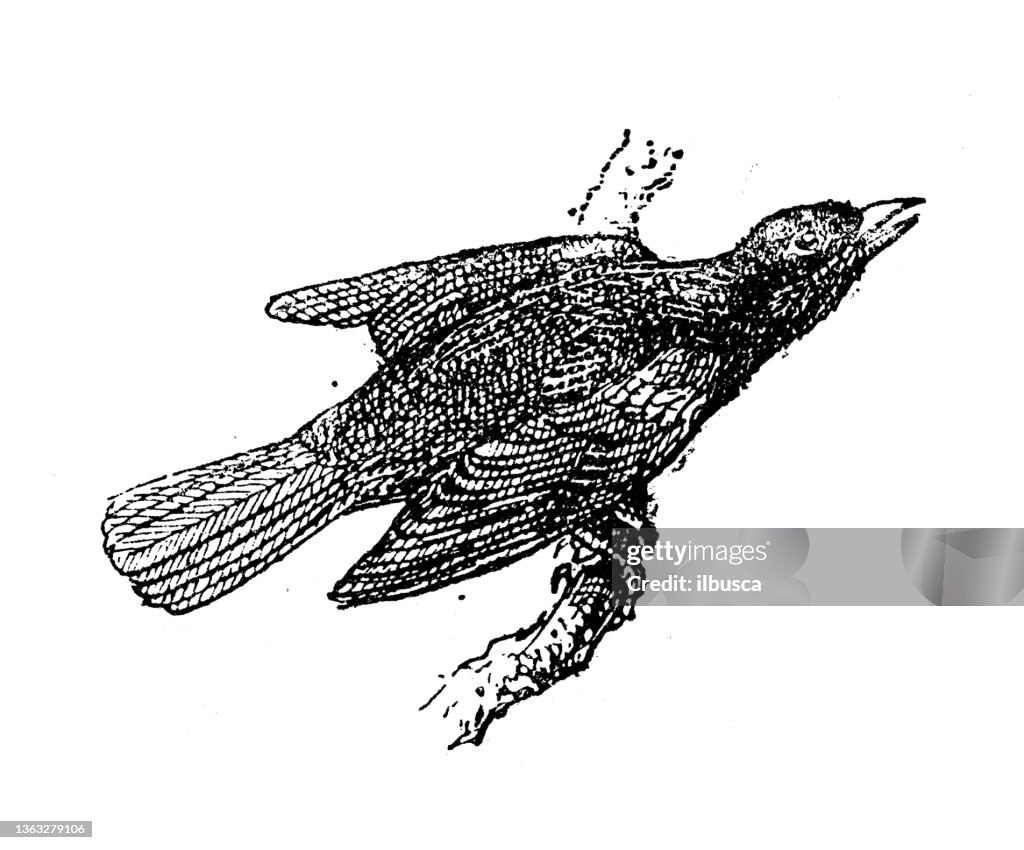 Antique illustration: Venezuelan troupial (Icterus icterus)