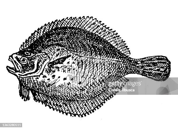 antique illustration: turbot - flounder stock illustrations